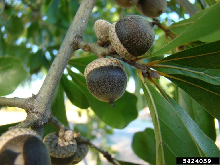 Water Oak Acorn